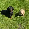 Walter 🐾 Ralph - @walter.ralph1 - TikTok