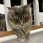 Ralph Walton - @ralph_mainecoon1 - Instagram