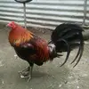 ralphwayne25 - @ralphwayne25 - TikTok