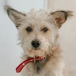 Ralph Welton 🐶 - @ralphwelton_ - Instagram
