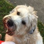 Lil_ralphi_the_wheaten - @lil_ralphi_the_wheaten - Instagram