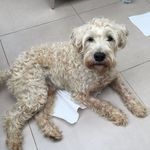 Ralph - @ralphthewheatenterrier - Instagram
