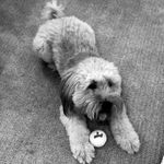 Ralphie “furball” Spiekerman🐶 - @ralphie_the_wheaten - Instagram