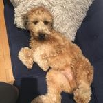 Ralph.thewheaten - @ralph.thewheaten - Instagram