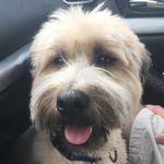 Ralphy the Wheaten - @ralphythewheaten - Instagram