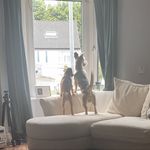 Zeus Grant - @zeus_and_ralph_wheatenx - Instagram