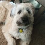 Ralphie • Wheaton Terrier Pup - @adognamedralphie - Instagram