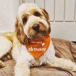Otis Ralph Denzyl Whiting - @otisralphdenzyl_cockapoo - Instagram