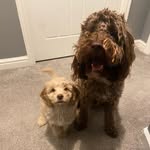 Ralph&Winnie❤️ - @ralph_winnie_cockapoos - Instagram