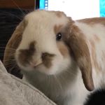Ralphie - @ralphwitherspoon69 - Instagram