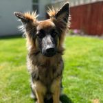 Ralph Wolff - @ralph.wt_thegermanshepherd - Instagram