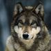 Ralph Wolff - Facebook