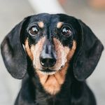 Ralph Wong-East - @weenie_ralph - Instagram