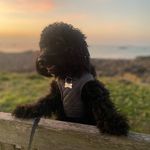 Ralph Wright - @_ralphwrightcockapoo_ - Instagram
