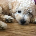Ralph Wright 🐶 - @adventures_of_ralph_wright - Instagram