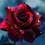 Ravin Brown-Ralston - @ravin.brownralston - Instagram