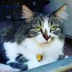 Maggie Ralston-Smith - @maggiethefluffycat - Instagram