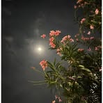 Rama Ibrahim - Facebook