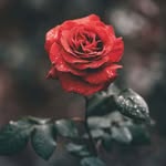 Ramadan hussein - @ramadan.hussein89 - Instagram