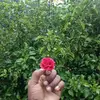 Rama Nand Singh832 - @ramanandsingh832 - TikTok