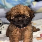 Ramen The Dog - @ramen.leemason - Instagram