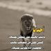 Rami Ismail - Facebook