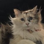 Ramiro Arellano - @ramiroarellano58 - Instagram
