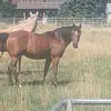 c@b@llo 🐎 - @ramiro.correa83 - TikTok