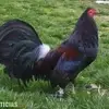 Ramiro Salgado - @ramiro.salgado54 - TikTok