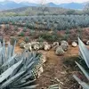 Ramiro Zarate - @ramiro.zarate1 - TikTok