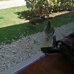 Ramón Aponte - @raponte2000 - Instagram