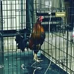Gallero - @ramon._.armas - Instagram