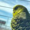 Ramon.skate.bird - @ramon.skate.bird - TikTok