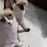 Ramon Cadena - @ramonchuccr - Instagram