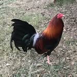 Ramon Calvillo Jr - @latrinidad_gamefarm - Instagram