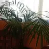 ramon cortez - @mirandacerva - TikTok