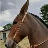 Juan Ramon Lazo - @juanramonlazo - TikTok