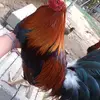 Ramonrazo - @ramonrazo2006 - TikTok