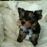 Ramón van der Woodsen - @ramonvanderwoodsen - Instagram