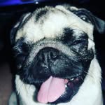 Ramonita 🐶🐷 - @ramona.barba - Instagram
