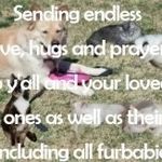 Ramona Blanton - @mdvanvmyfurbabies - Instagram