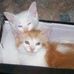Ramona Boyce - Facebook