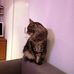 Ramona Bamberg - Facebook