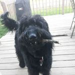 Ramona Brooks - @ramona_the_not_so_goldendoodle - Instagram
