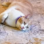 Ramona Brooks - @catlady_2024 - Instagram