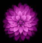Ramona Corrales - Facebook