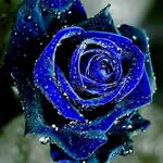 Ramona Cox - @ramonacox - Instagram