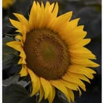 Ramona Herrmann - @sonnenblume.76 - Instagram