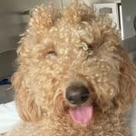 Daisy Ruby Ramona Lynn - @walkingmissdaiisy - Instagram