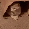 Ramona Morrison - @ramona.morrison0 - TikTok